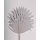 SUN PALM 8" x 14"  White Wash- OUT OF STOCK